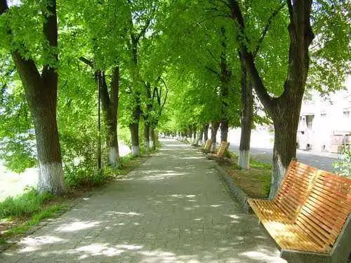 У місті на Кіровоградщині хочуть створити «Алею закоханих»