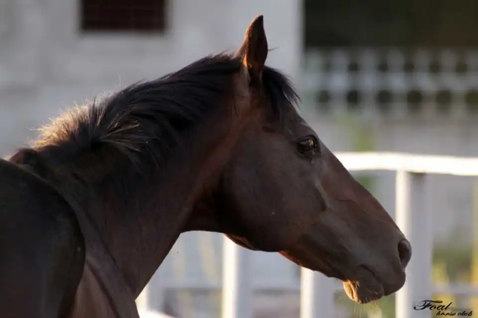 Коні не винні: на хабарі затримали директора кінного заводу фото 1