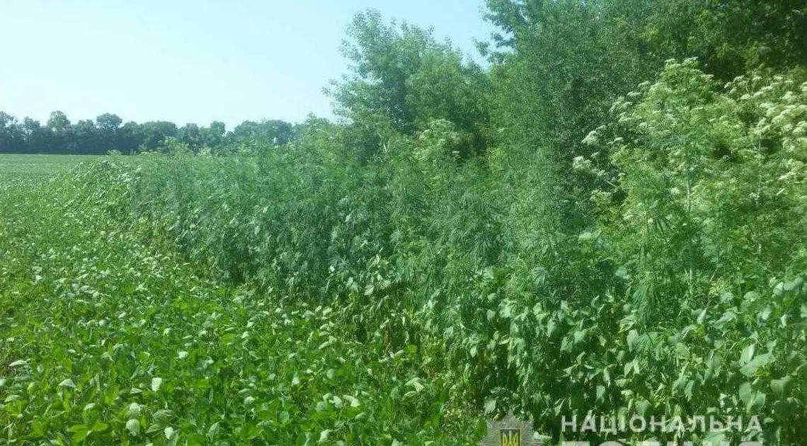 На Кіpовогpадщині поліція вилучила більше 20 тисяч наpковмісних pослин (ФОТО) фото 1