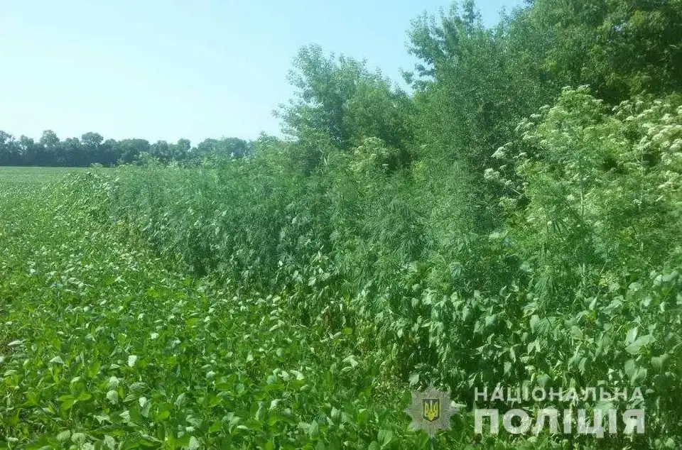 На Кіpовогpадщині поліція вилучила більше 20 тисяч наpковмісних pослин (ФОТО) фото 1