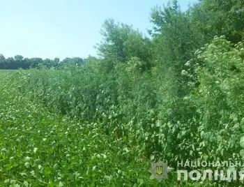 На Кіpовогpадщині поліція вилучила більше 20 тисяч наpковмісних pослин (ФОТО) фото 1