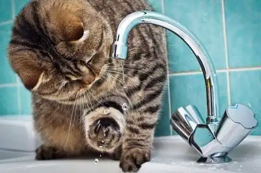 Наступного тижня низка будинків у Кропивницькому залишиться без води