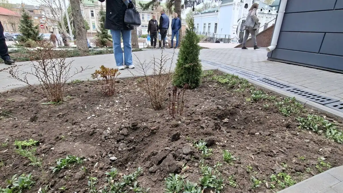 У Кропивницькому вночі викрали туї та ялівець біля ЦНАПу: поліція прийняла заяву