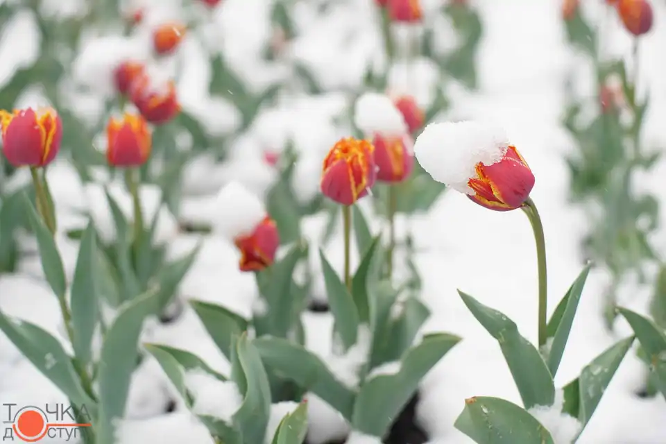 мокрий сніг навесні