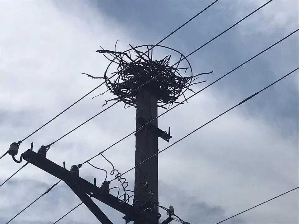 На Кіровоградщині місцеві жителі відновили гніздо лелек, що знесло вітром (ФОТО)