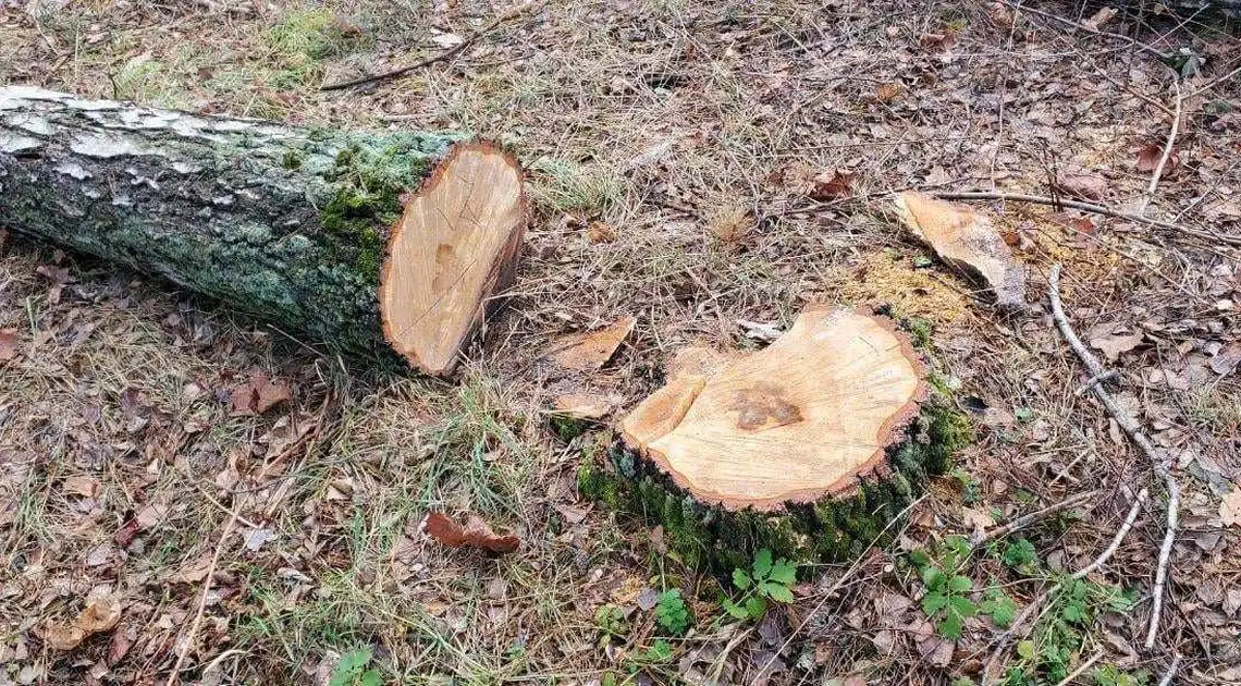На Кіровоградщині браконьєри знищили 40 дубів та кленів фото 1