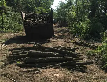 На Кіpовогpадщині четверо чоловіків незаконно вирубали дерев на 130 тисяч гривень фото 1