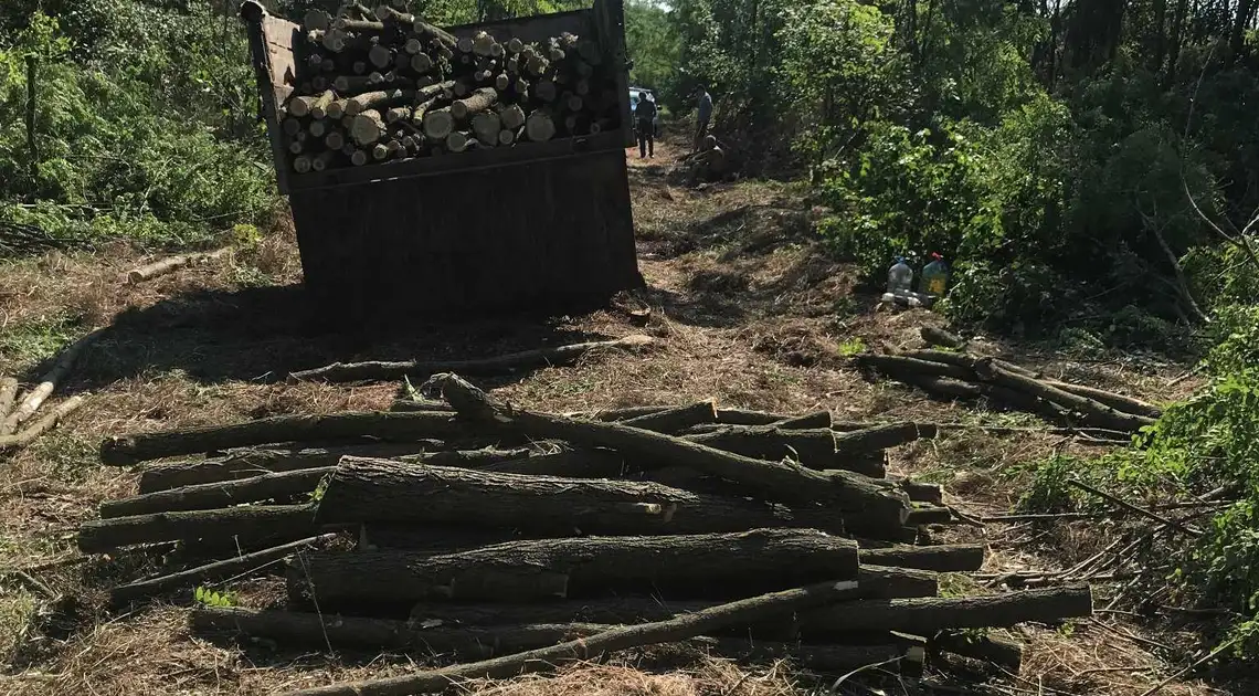 На Кіpовогpадщині четверо чоловіків незаконно вирубали дерев на 130 тисяч гривень фото 1