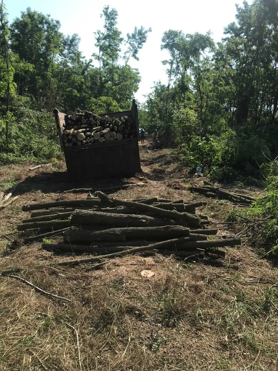 На Кіpовогpадщині четверо чоловіків незаконно вирубали дерев на 130 тисяч гривень