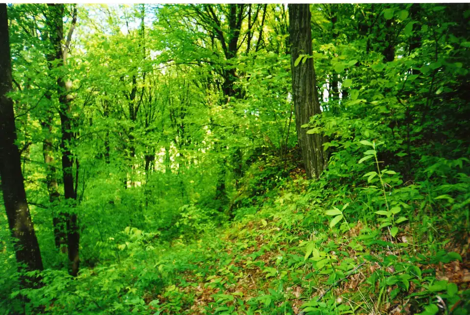 Лісовий масив