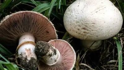 отруєння грибами