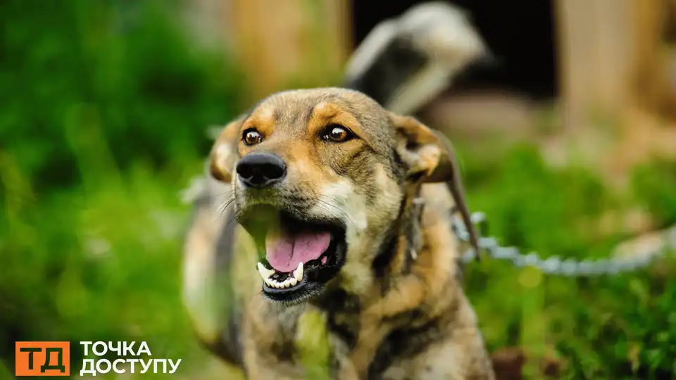 У Світловодську в собаки виявили сказ