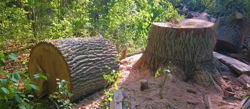 Чоловіка з Кіровоградщини покарають за «війну» з дубами