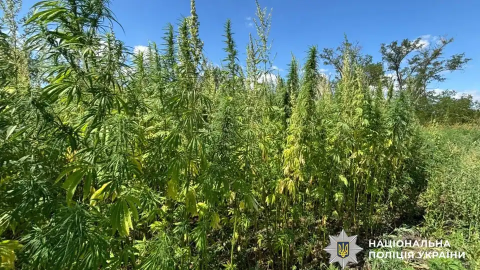 Плантація конопель і корпус гранати: на Кіровоградщині затримали чоловіка
