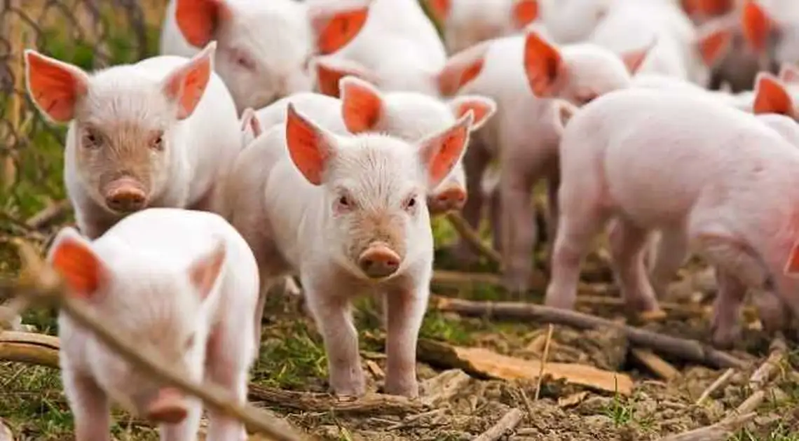 На Кіровоградщині успішно локалізували спалах африканської чуми свиней фото 1