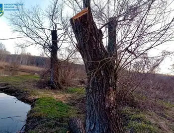 у незаконній порубці дерев на Кіровоградщині підозрюють киянина