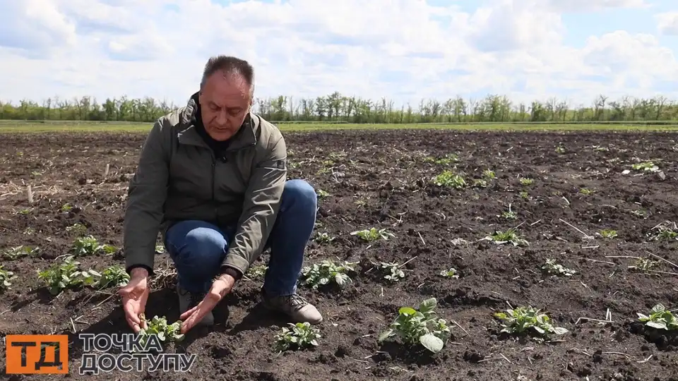 кущ картоплі