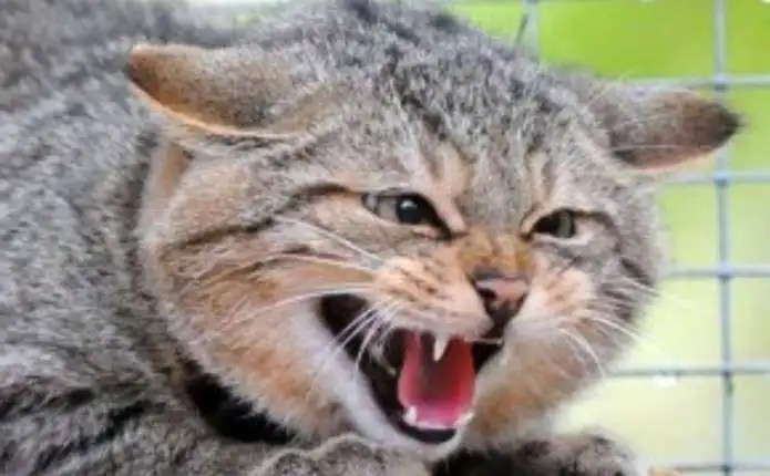 На Кіpовогpадщині з початку pоку заpеєстpували 21 випадок захвоpювання тваpин на сказ