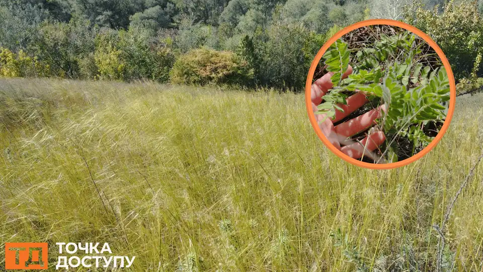 Ведмежу балку знайшли екологи в Кіровоградській області