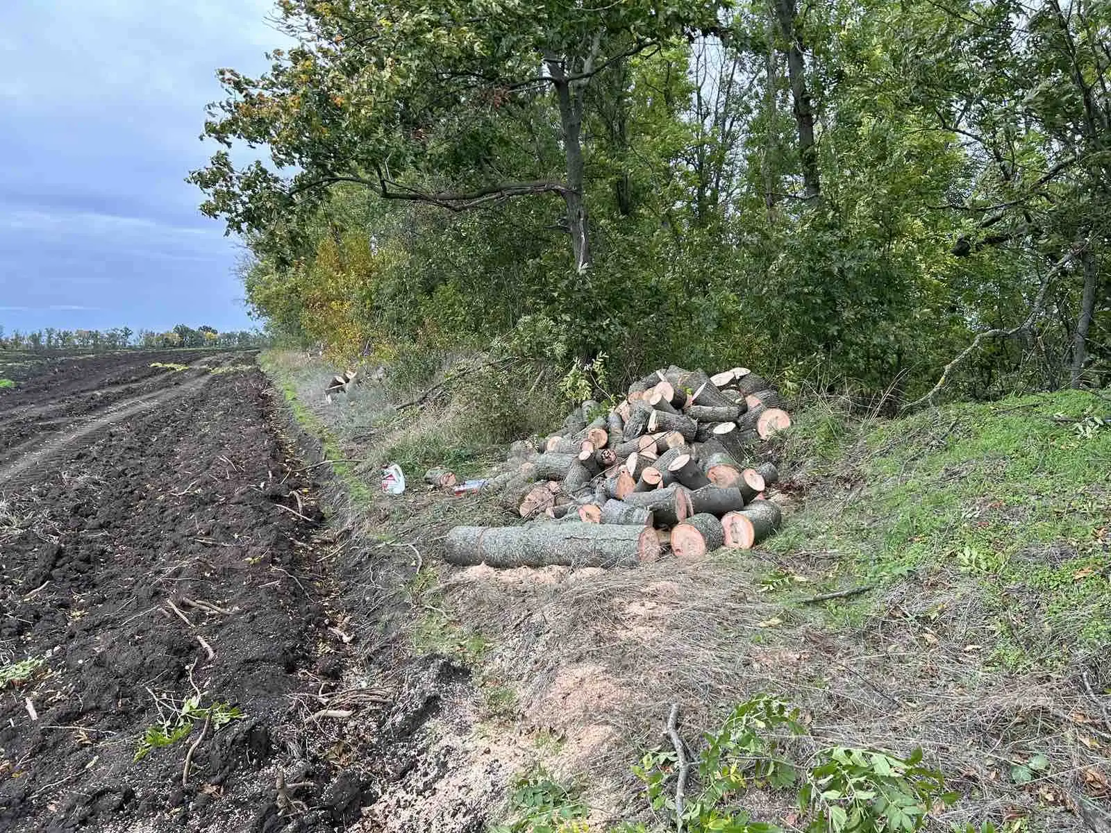 В лісосмугах на Кіровоградщині незаконно вирубали дерев на 260 тисяч гривень фото 1