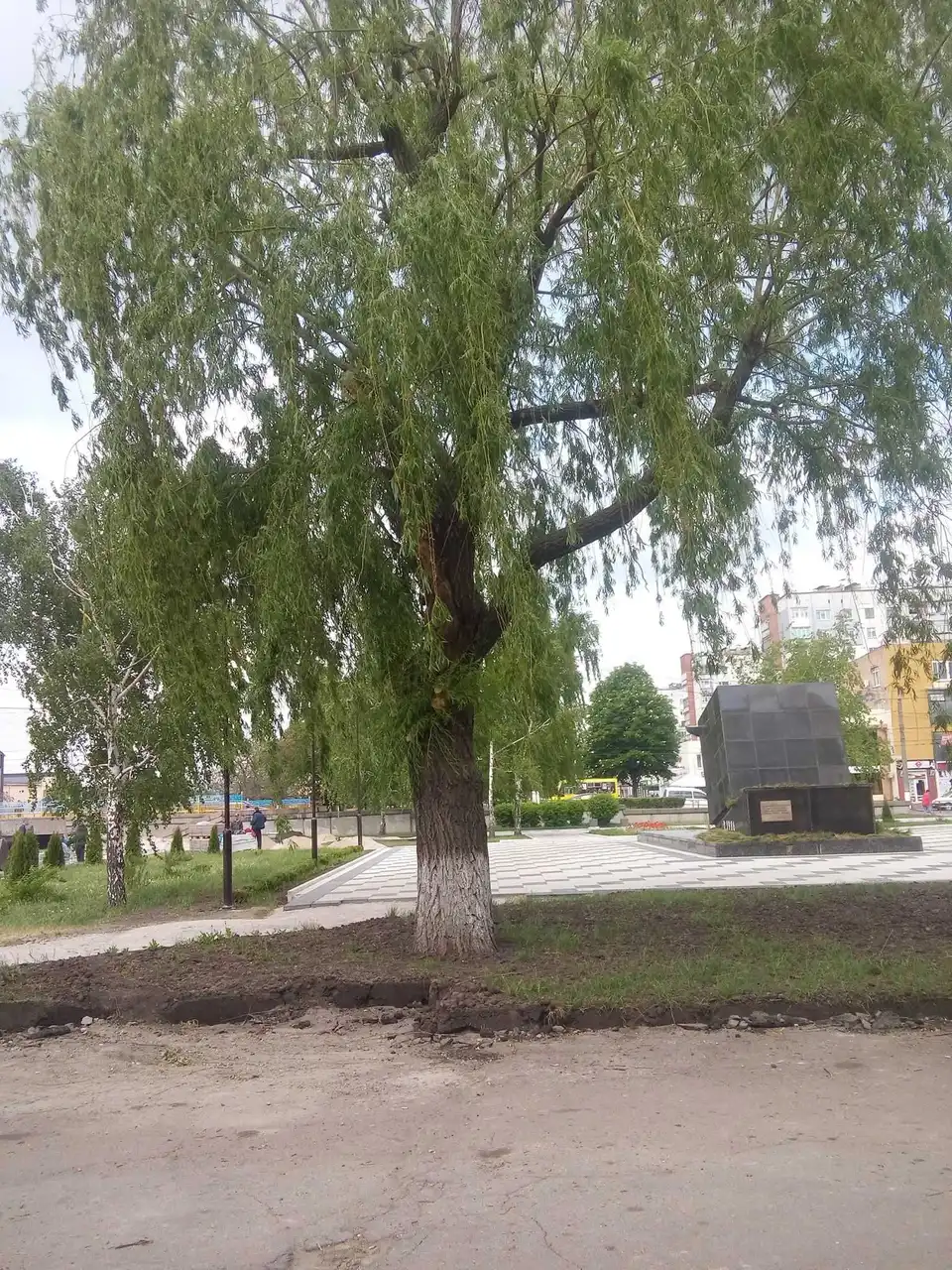 На Набережній у Кропивницькому заради плитки вирубають живі дерева (ФОТО)