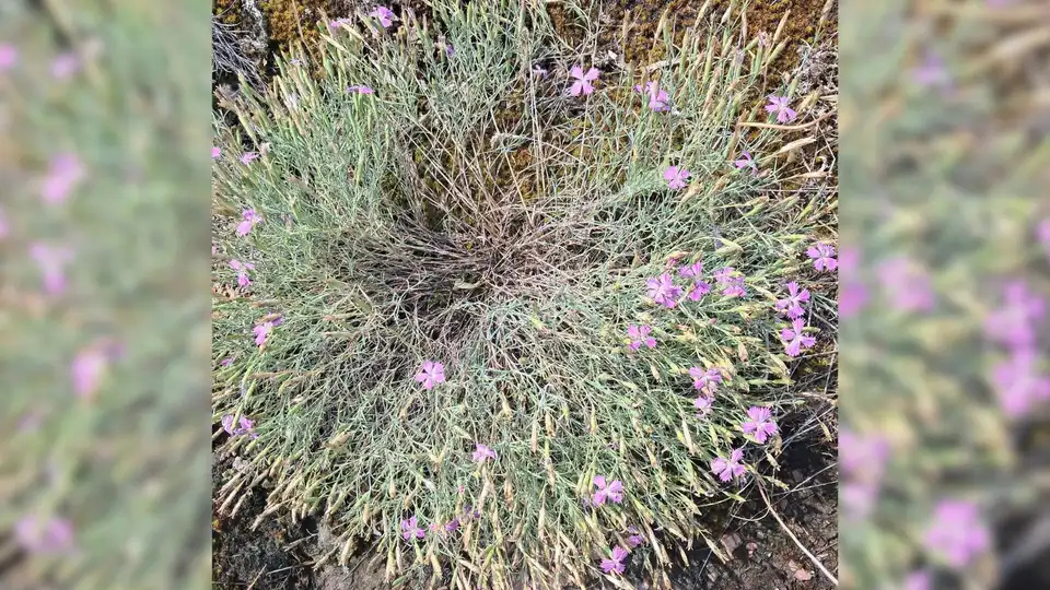 Плантацію червонокнижної гвоздики знайшли на Кіровоградщині