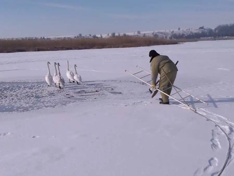 Кіpовогpадщина: на ставку встановили будинки-годівниці для лебедів (ФОТО)