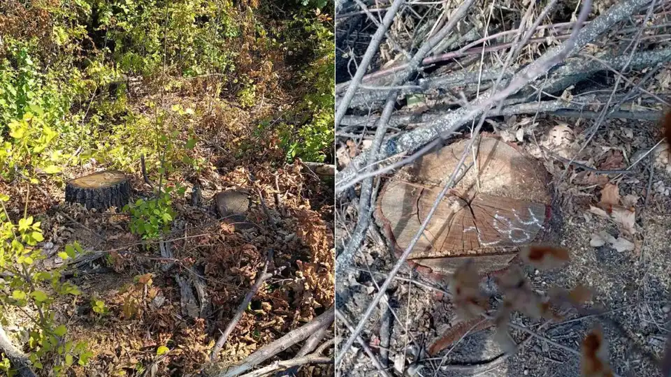 У лісосмузі на Кіровоградщині невідомі спиляли дерев на понад 22 мільйони гривень