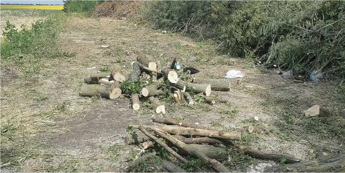 На Кіровоградщині затримали чоловіків, які незаконно вирубали дерев на 160 тисяч гривень фото 1