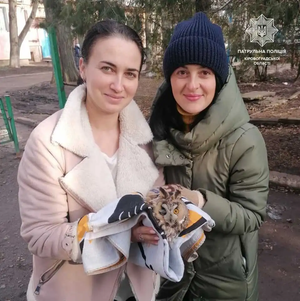 У Кропивницькому лікують сову, яку знайшли на шкільному подвір'ї (ФОТО) фото 3