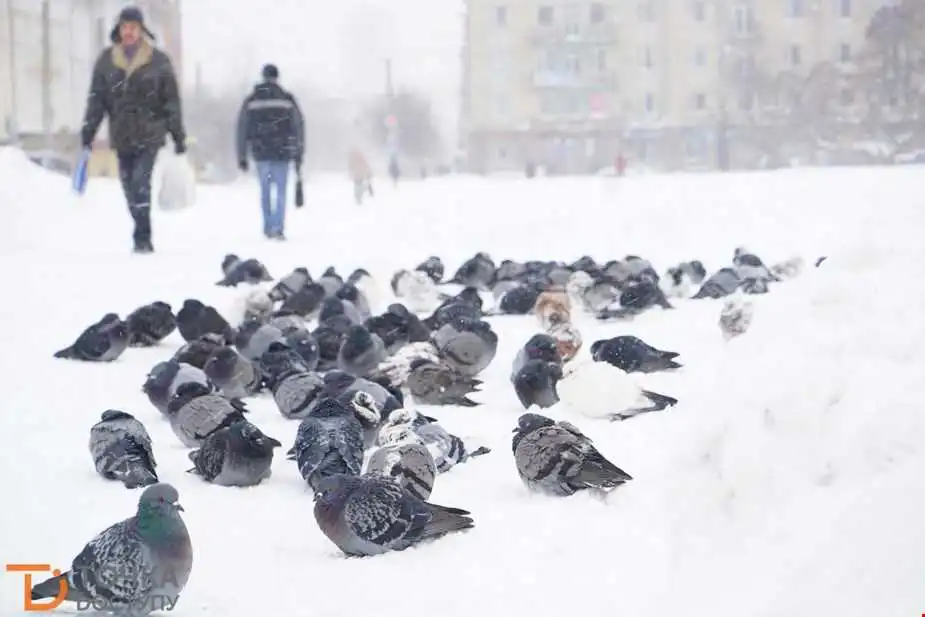 У Кропивницькому проінспектують тротуари та майданчики