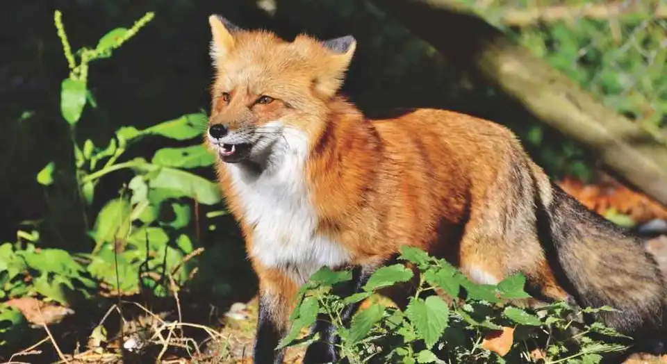 На Кіровоградщині жінку покусала скажена лисиця