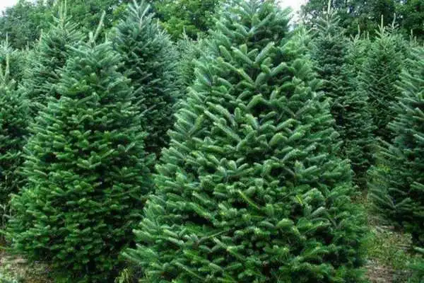 Лісівники Кіровоградщини назвали вартість новорічних ялин і сосен