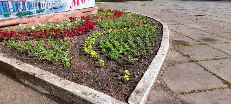 Крадіжки з клумб: хто розкрадає квітники Кропивницького (фото 2)
