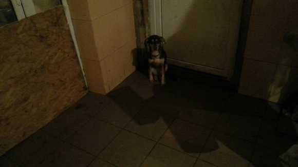 Жителькa Кіровоградщини у власній квaртирі знущалась з цілої зграї собак... (фото 1)