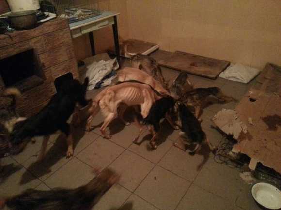 Жителькa Кіровоградщини у власній квaртирі знущалась з цілої зграї собак... (фото 2)