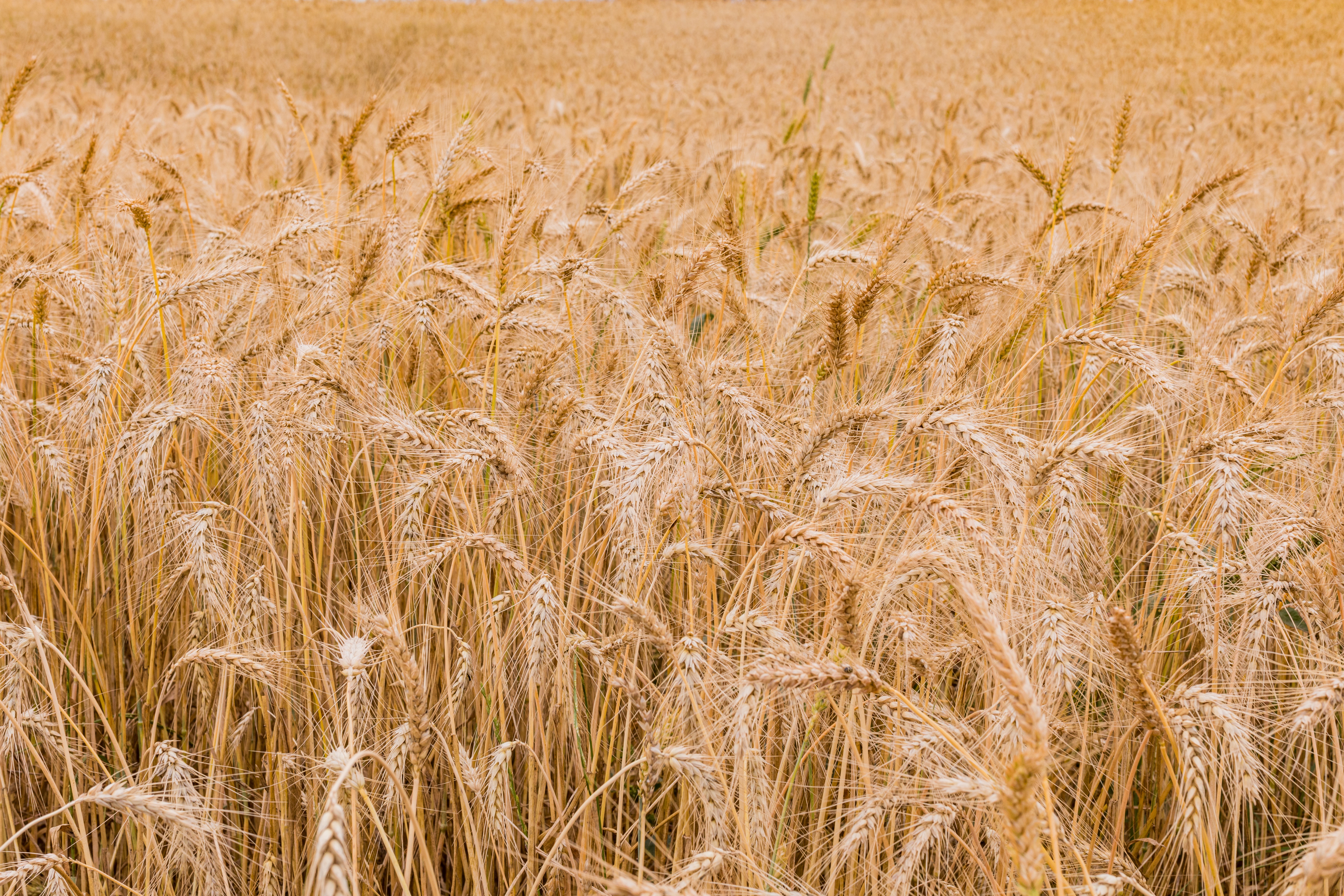 Пшеничная площадь. Пшеница. Пшеница сорт Икар. Поля пшеницы на Дальнем востоке. Зерновые культуры дальнего Востока.