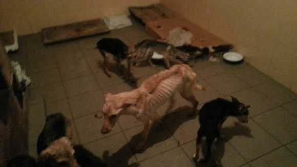 Жителькa Кіровоградщини у власній квaртирі знущалась з цілої зграї собак... (фото 3)