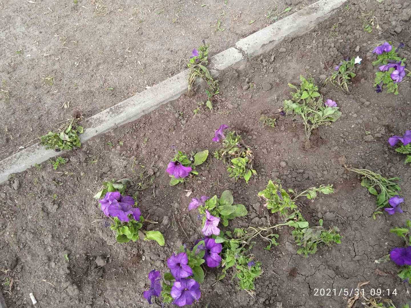 Андрій Райкович прокоментував розкрадання квітів з клумб Кропивницького