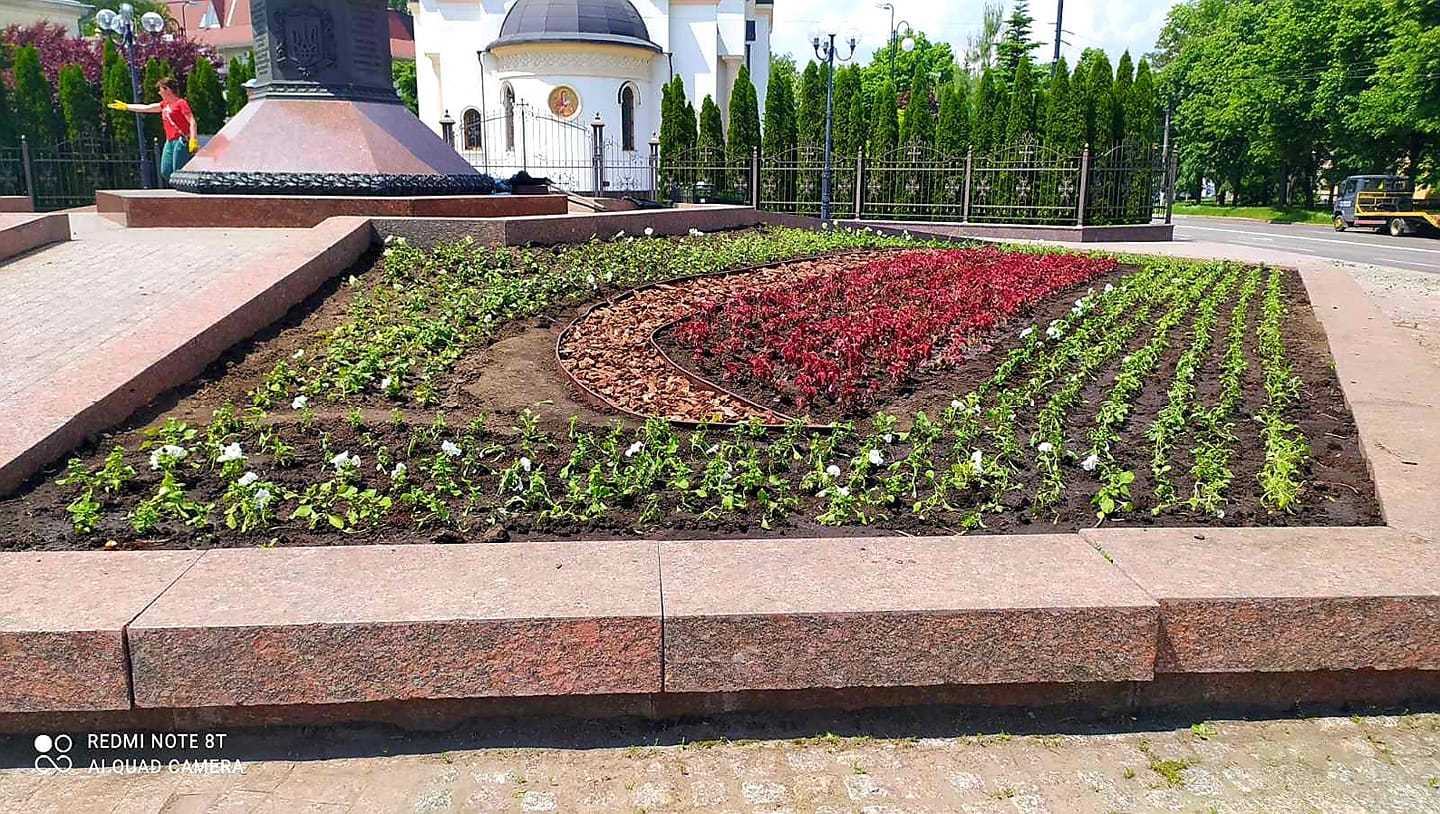 Крадіжки з клумб: хто розкрадає квітники Кропивницького (фото 5)
