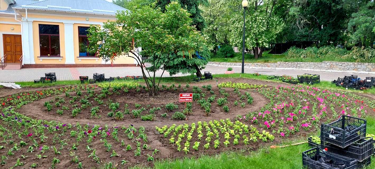 Крадіжки з клумб: хто розкрадає квітники Кропивницького (фото 7)