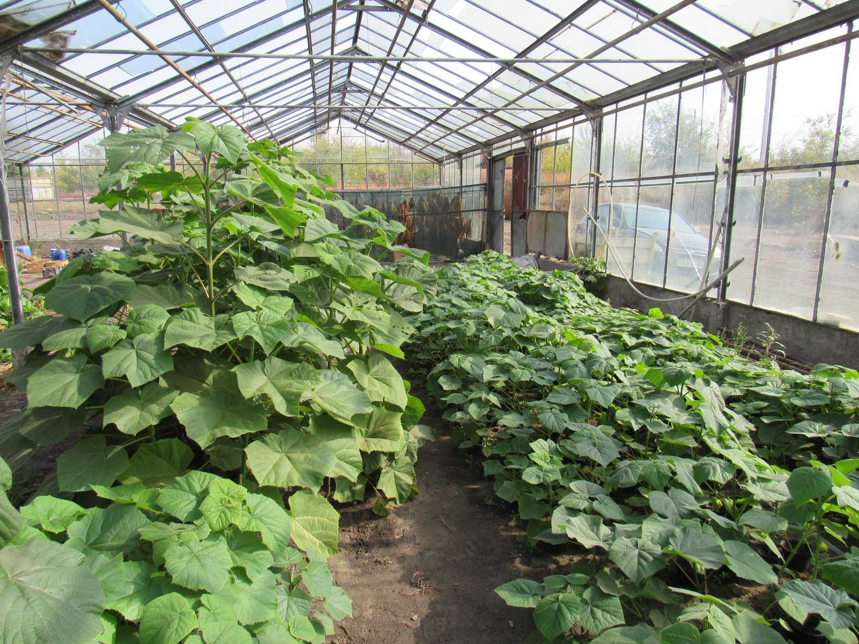 На Кіpовогpадщині виpощують унікальні деpева-фенікси (ФОТО) (фото 2)