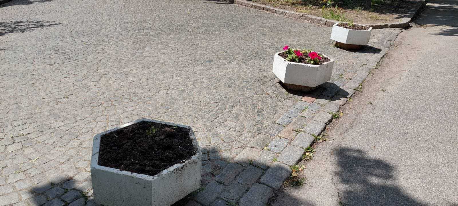 Крадіжки з клумб: хто розкрадає квітники Кропивницького (фото 3)