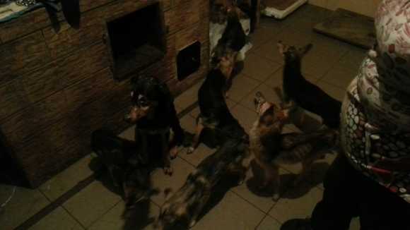 Жителькa Кіровоградщини у власній квaртирі знущалась з цілої зграї собак... (фото 4)