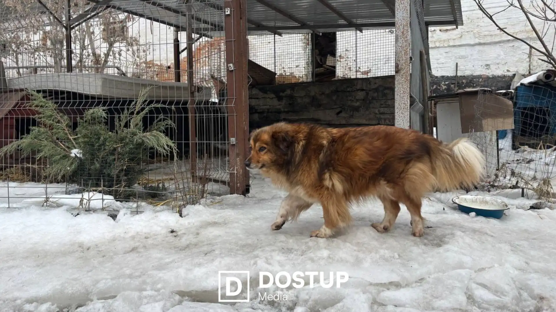 Потрібна допомога людей на толоках: ситуація в притулку “Бім” у Кропивницькому після затоплення