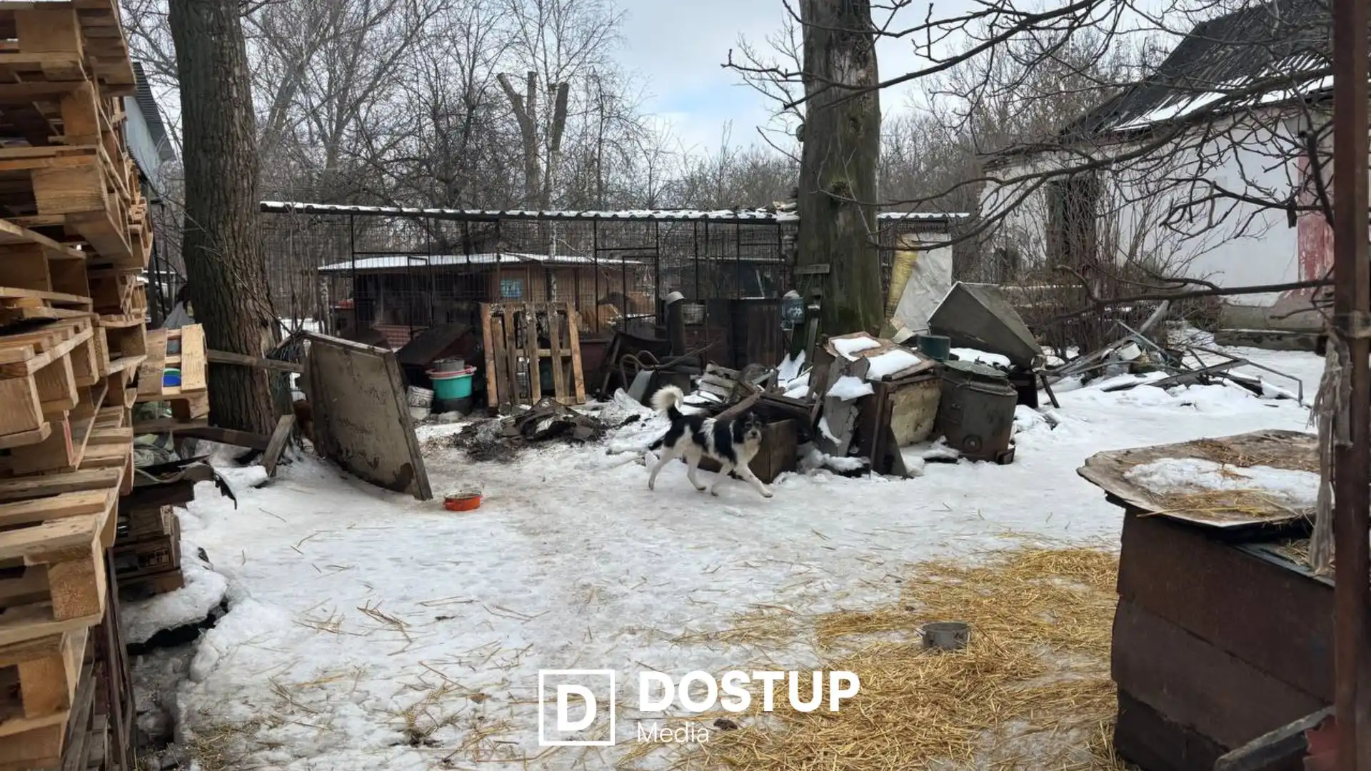 Потрібна допомога людей на толоках: ситуація в притулку “Бім” у Кропивницькому після затоплення