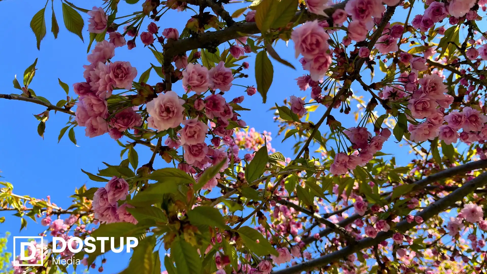 У Кропивницькому розцвіли перші сакури