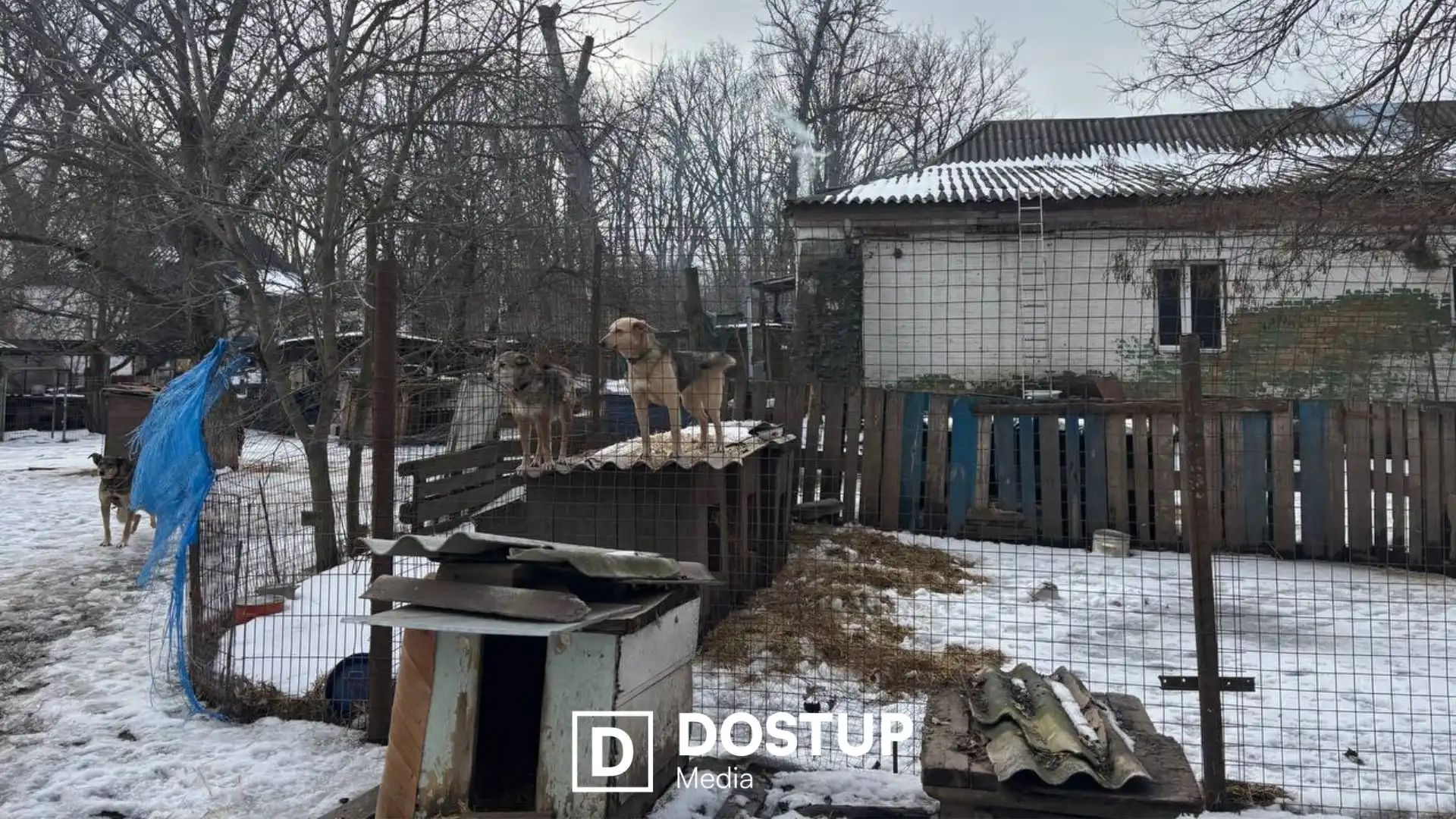 Потрібна допомога людей на толоках: ситуація в притулку “Бім” у Кропивницькому після затоплення