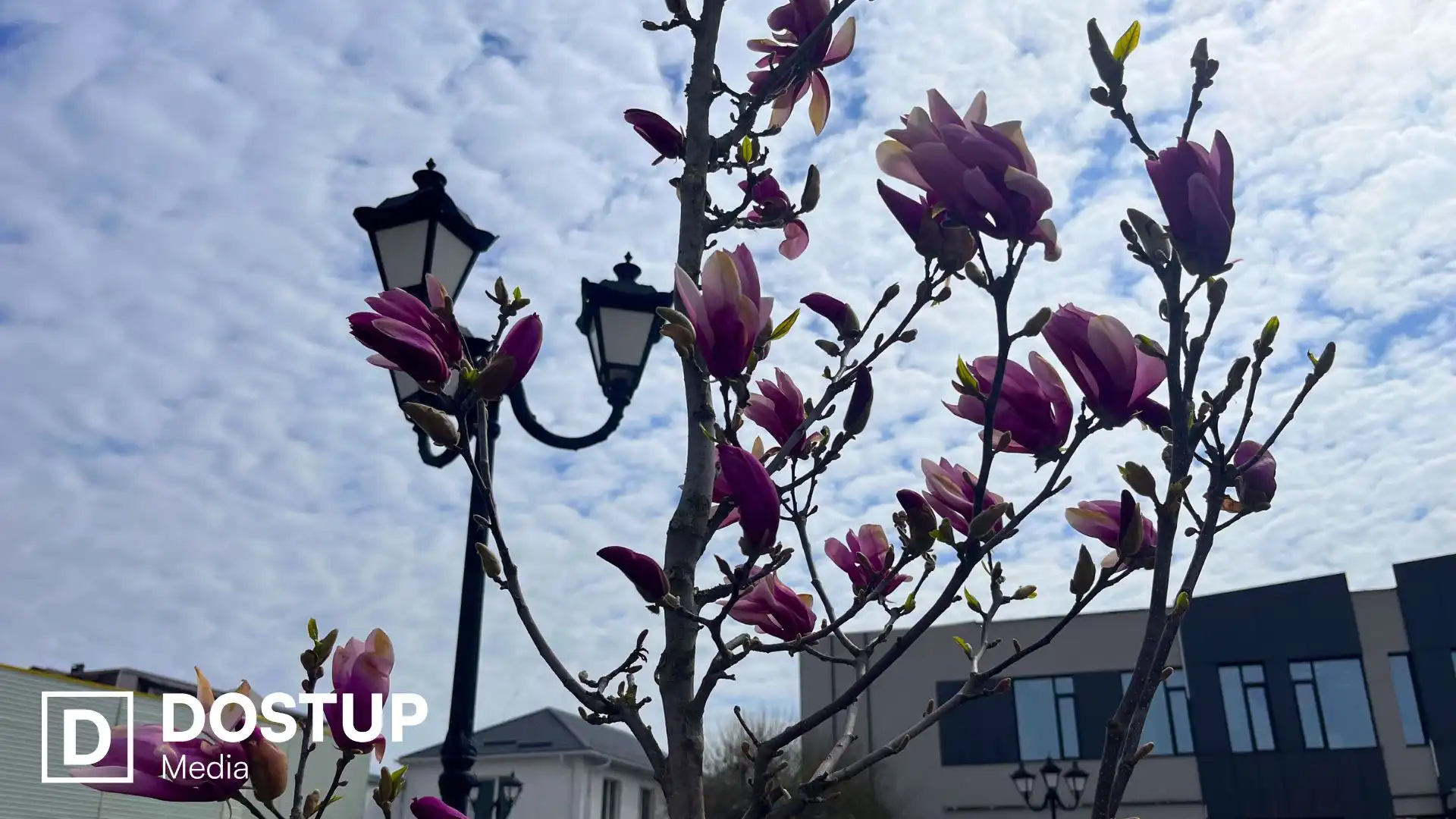 У Кропивницькому зацвіли магнолі у сквері Першого трамвая