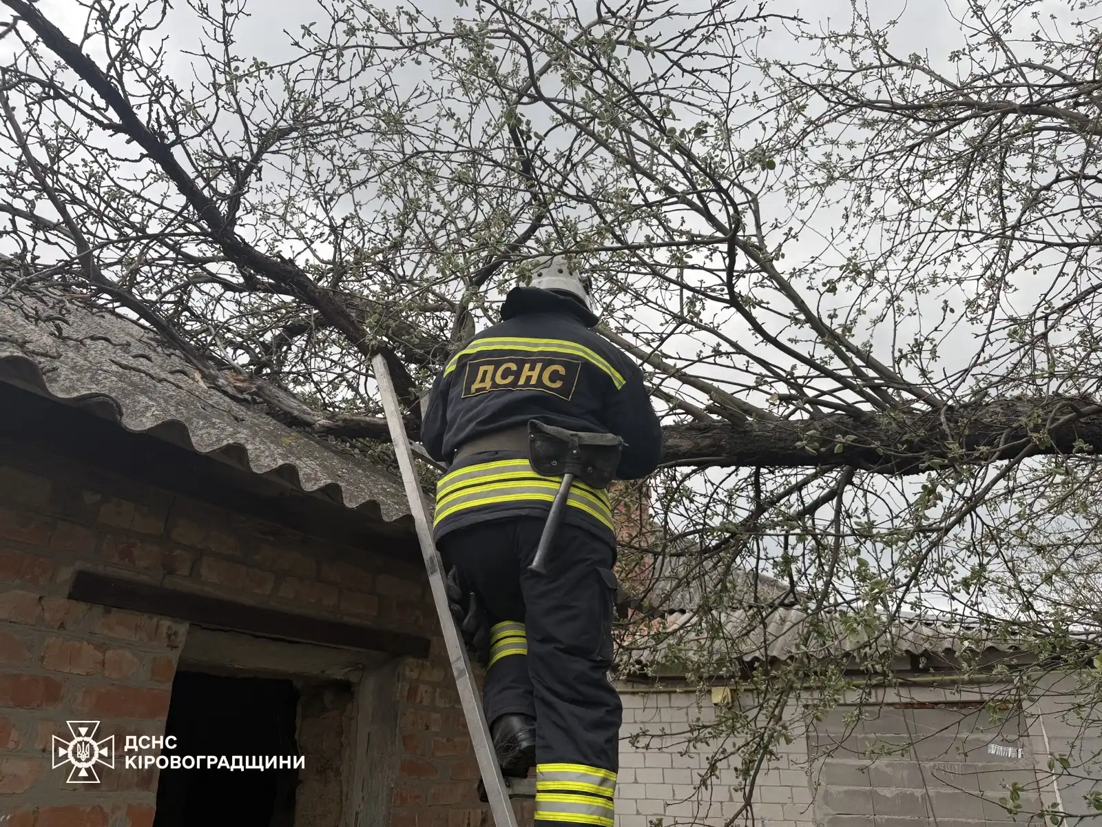 дерево впало на дах